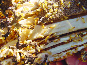 subterranean-termite-infestation_1200x900