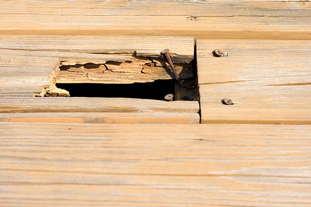 How Dangerous is Wood Rot?